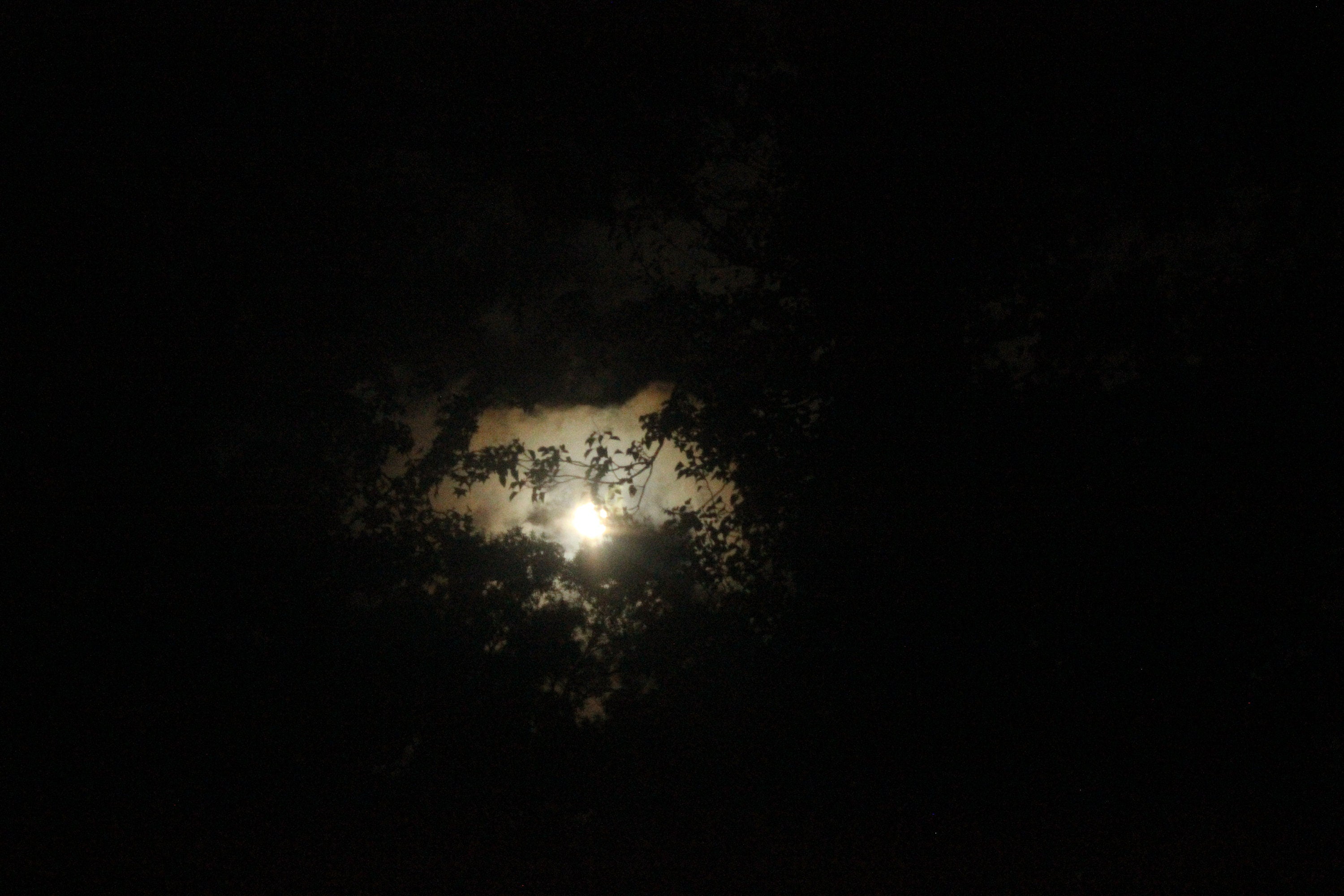 moon amongst trees- art print