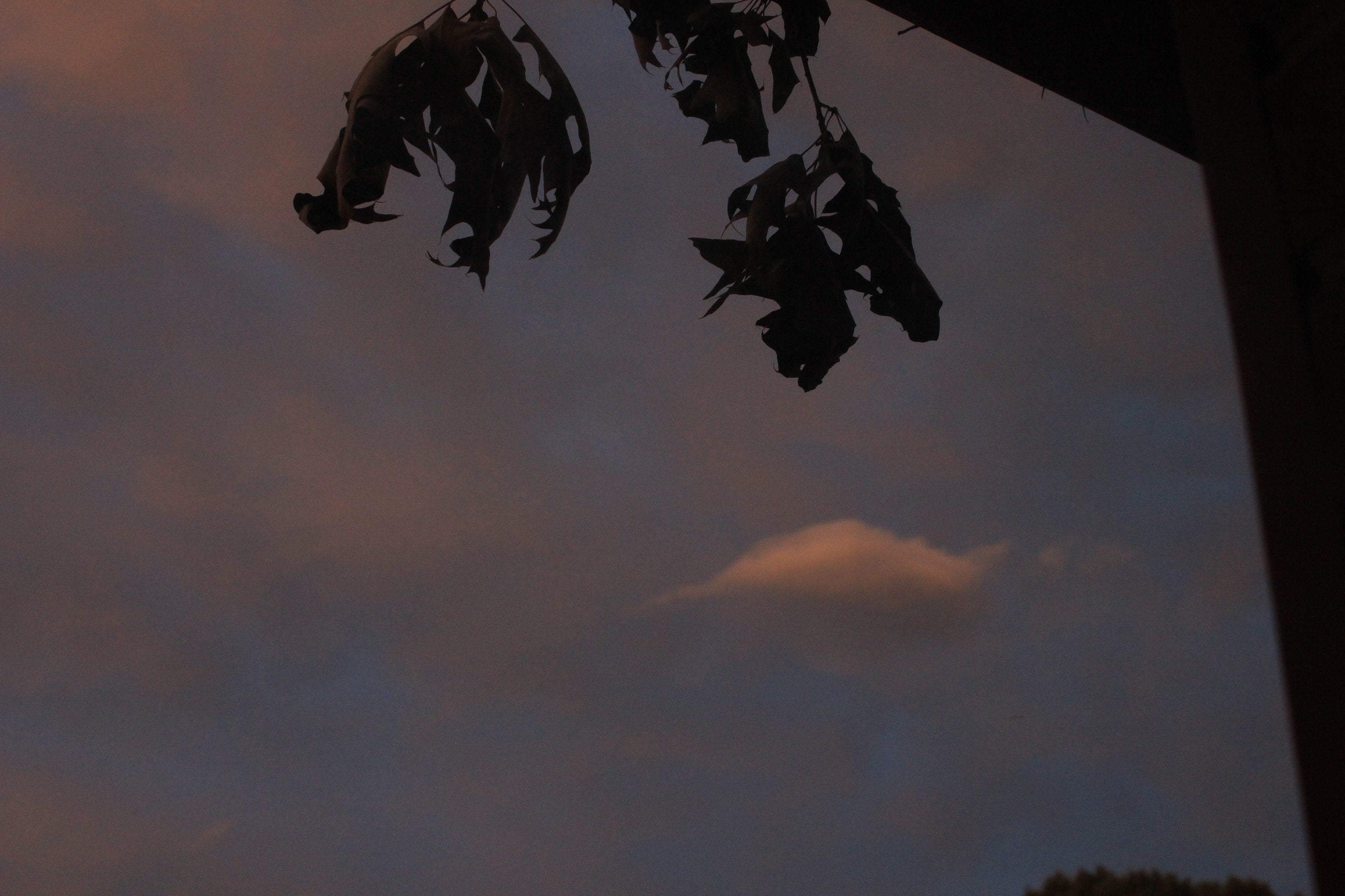 Lonley Cloud